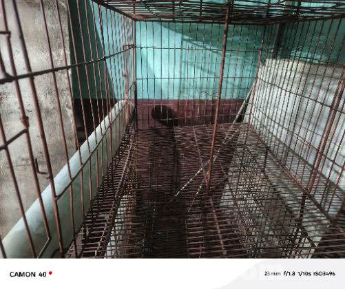 পশু পাখি ও মুরগি খাঁচা